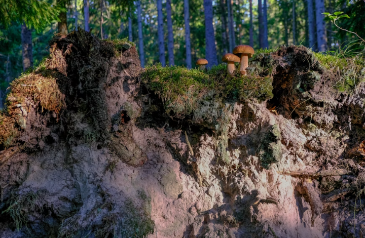 Beginner’s Guide to identifying Edible Mushrooms in the Wild